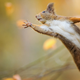 Illustration for article titled News for squirrels: Walnut stash in Kia raided by jerkface humans